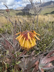 Aloe capitata (Aloe capitata)