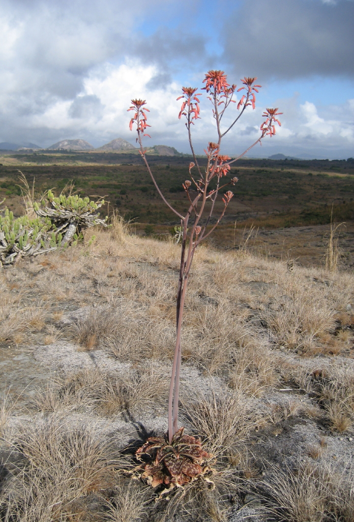 Aloe carnea: Aloe carnea