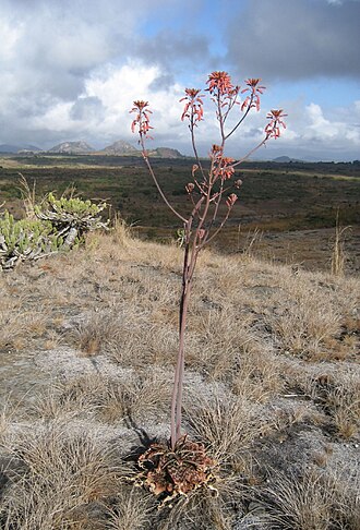 Aloe carnea: Aloe carnea