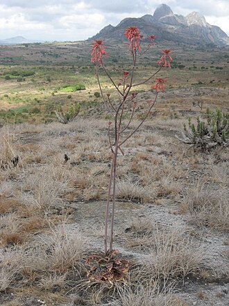 Aloe carnea: Aloe carnea