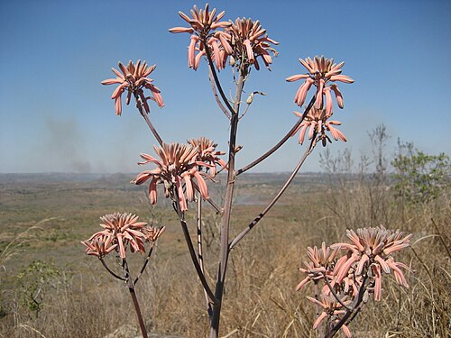 Aloe carnea: Aloe carnea