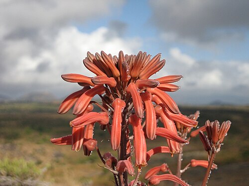 Aloe carnea: Aloe carnea