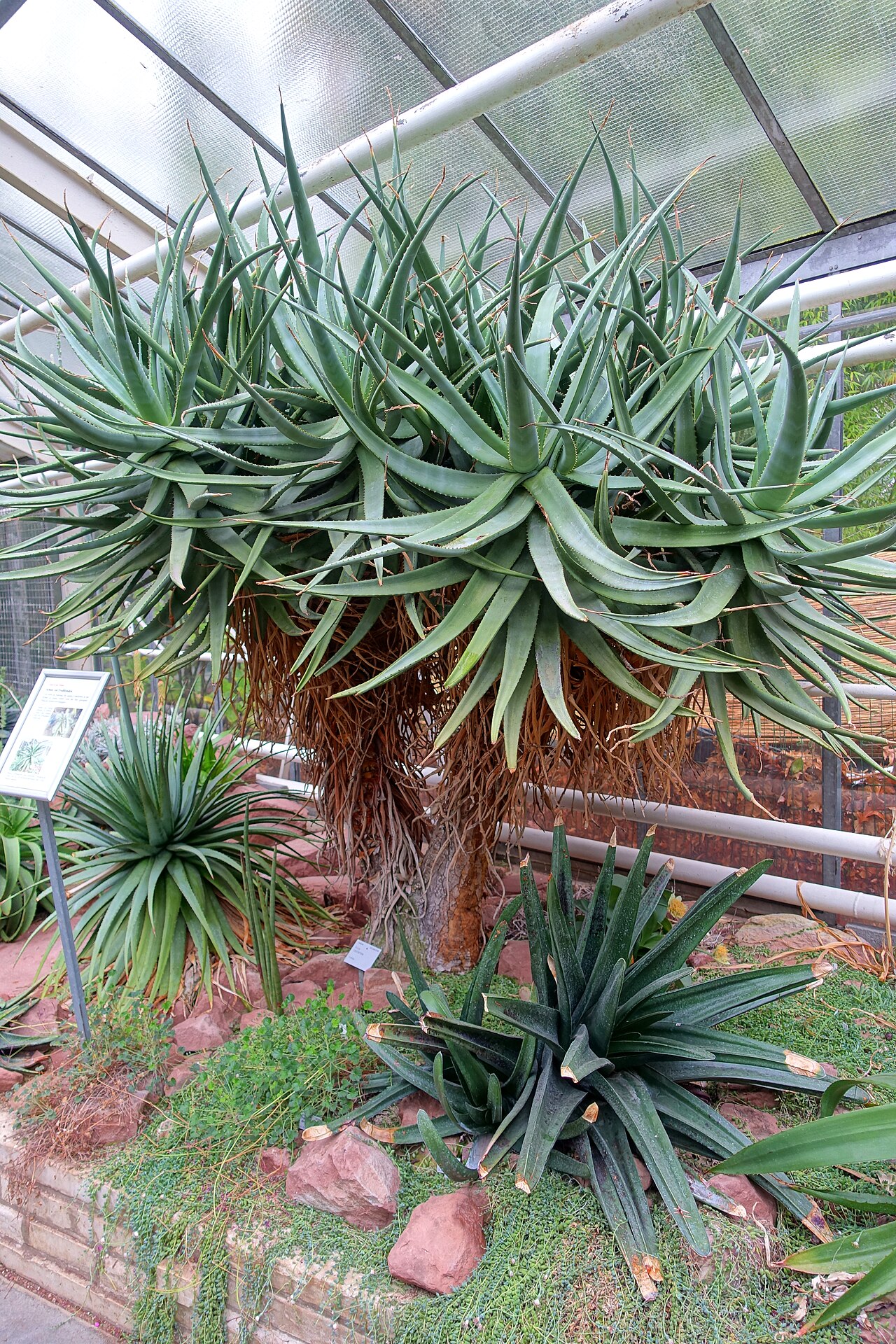 Cat's-tail aloe: Botanical specimen in the Flora und Botanischer Garten Köln - Cologne, Germany.