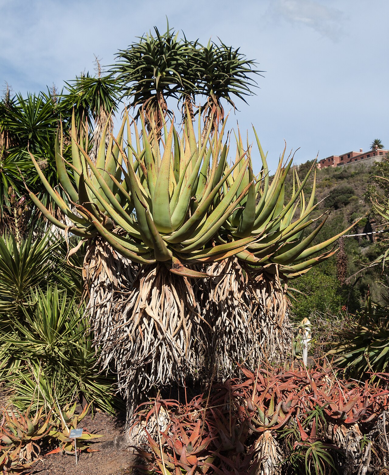 Cat's-tail aloe: Aloe castanea Schönland (1907) , Cat's Tail Aloe; habitus; Jardín Botánico Canario Viera y Clavijo , Gran Canaria , Canary Islands , Spain .