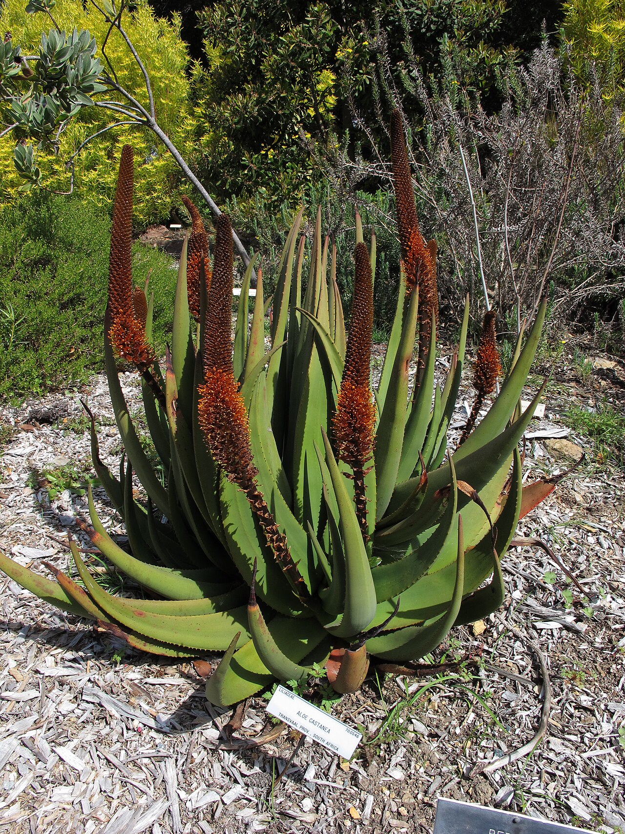 Cat's-tail aloe: University of California Botanical Garden at Berkeley, California, USA.