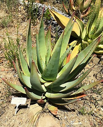 Cat's-tail aloe: Aloe castanea - Jan Marais nature reserve stellenbosch