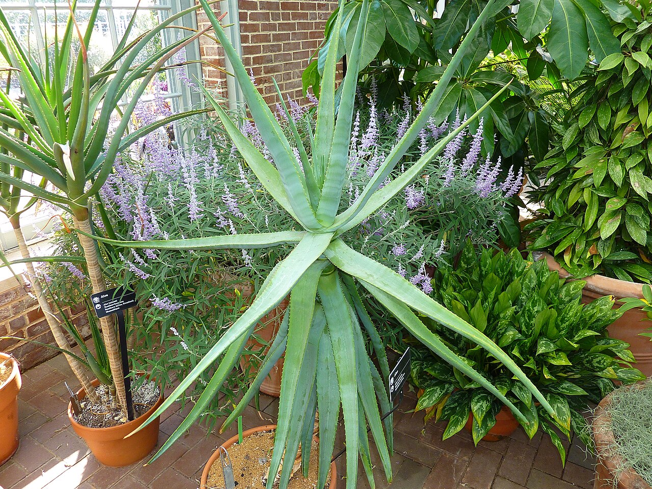 Cat's-tail aloe: Aloe castanea in the Linnean House of the Missouri Botanical Garden