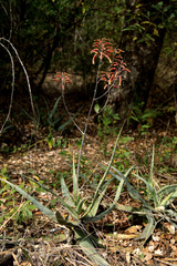 Aloe chabaudii (Aloe chabaudii)