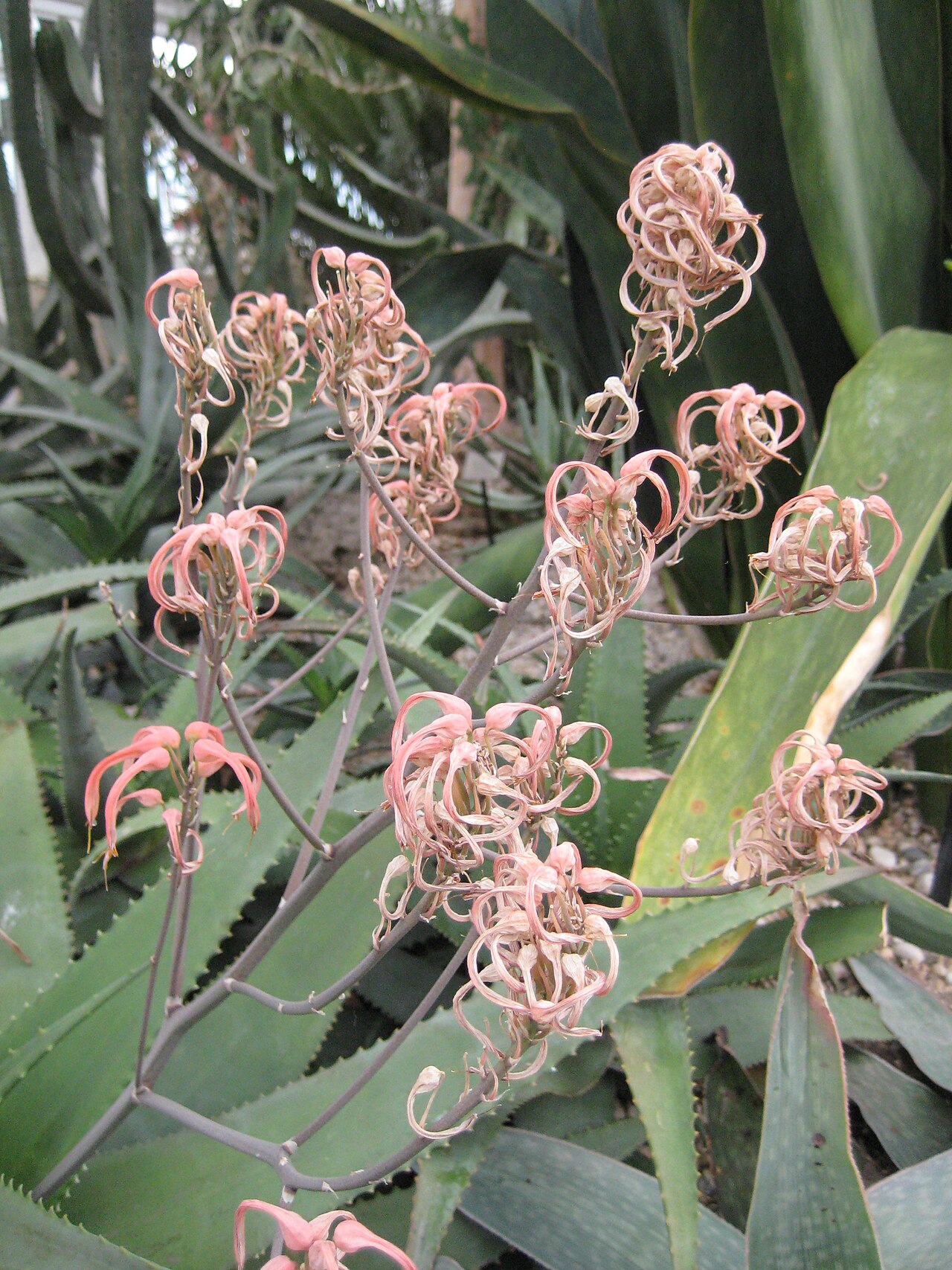 Aloe chabaudii: Aloe chabaudii var. Mlanjeana Aloeaceae Malawi