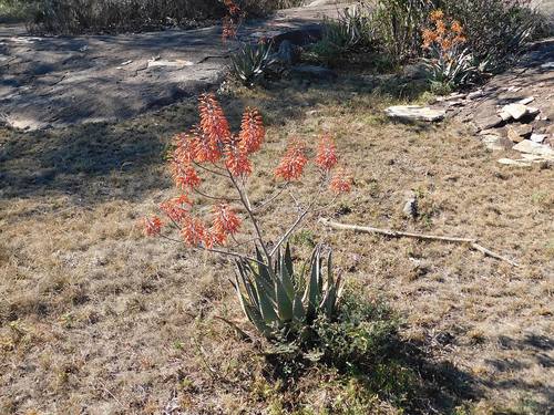 Aloe chabaudii (Aloe chabaudii)