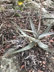 Aloe chabaudii (Aloe chabaudii)