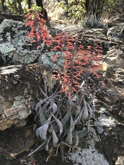 Aloe chabaudii (Aloe chabaudii)