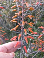 Aloe chabaudii (Aloe chabaudii)