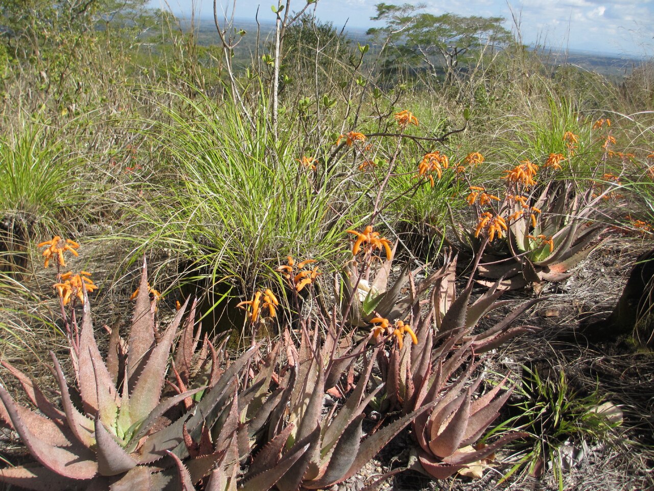 Aloe chabaudii: Aloe chabaudii - dwarf type