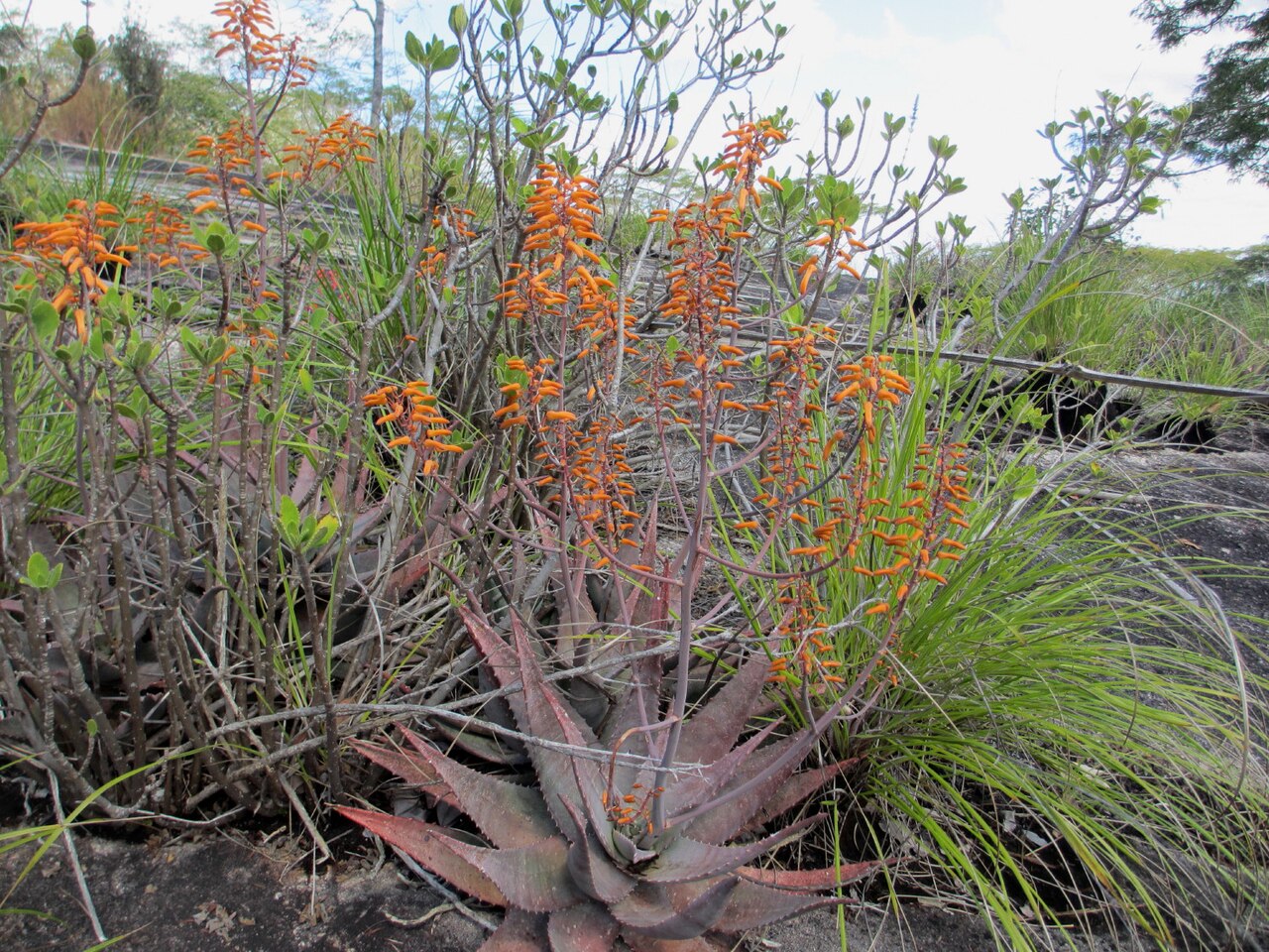 Aloe chabaudii: Aloe chabaudii - orange flowers