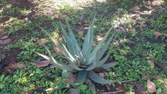 Aloe chabaudii (Aloe chabaudii)