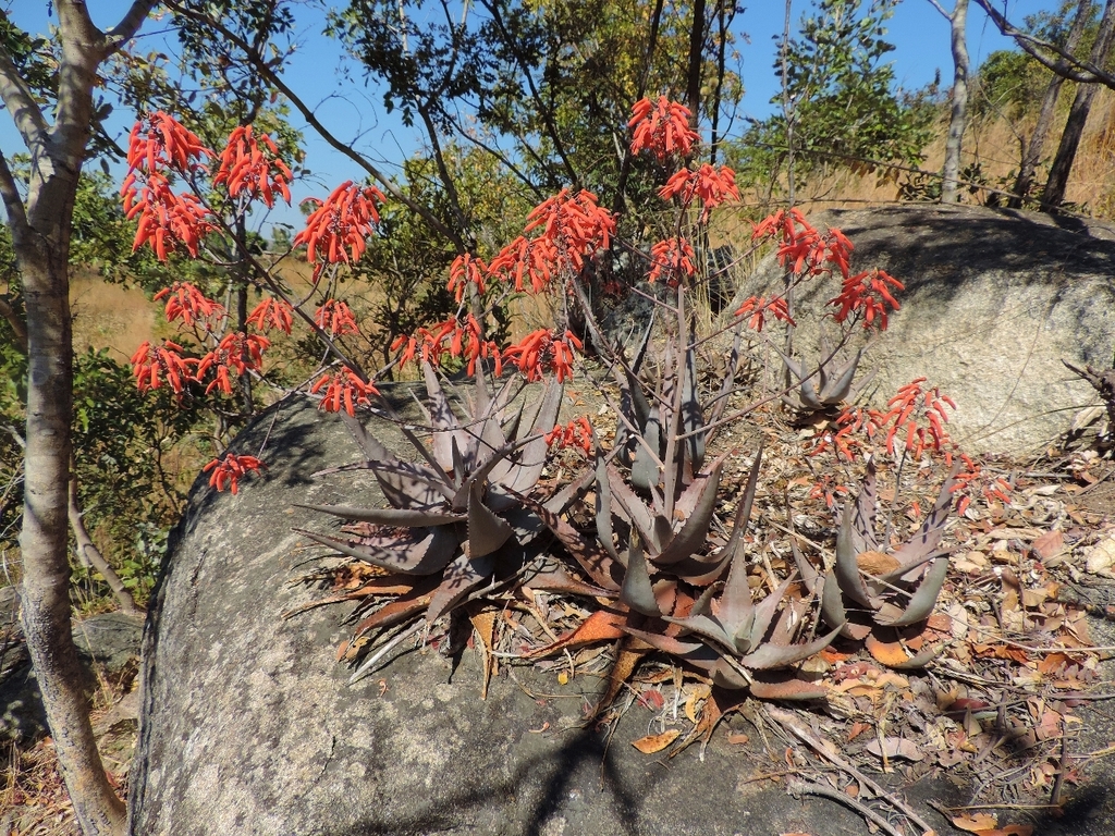 Aloe chabaudii (Aloe chabaudii)