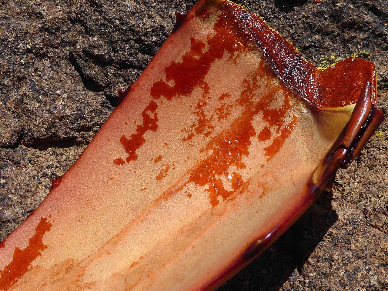 Fraserburg aloe: Aloe chlorantha