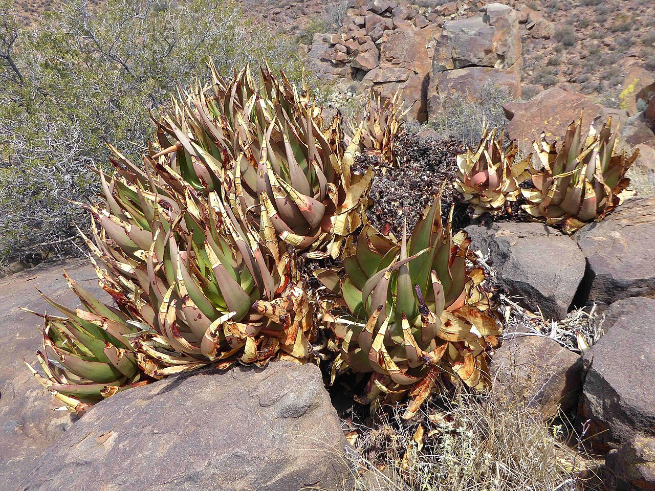 Fraserburg aloe: Aloe chlorantha