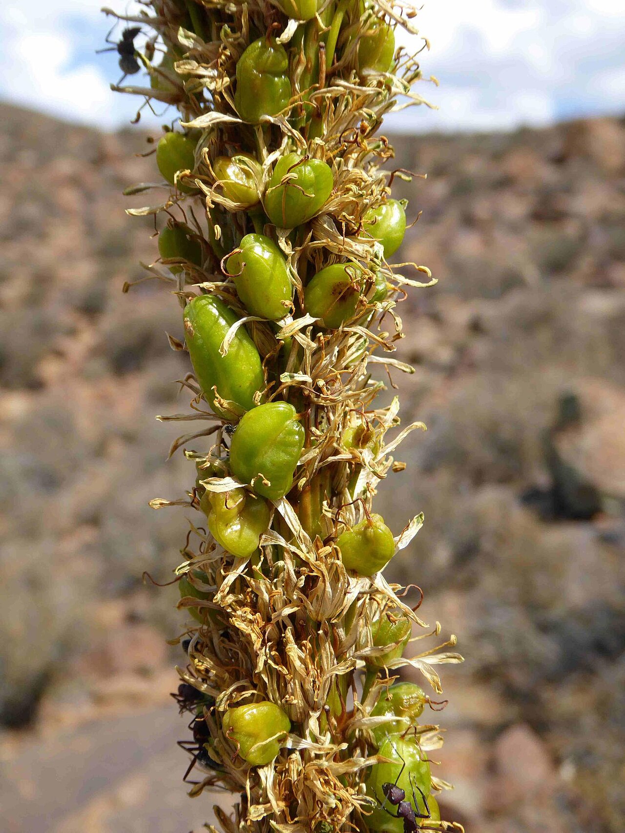 Fraserburg aloe: Aloe chlorantha