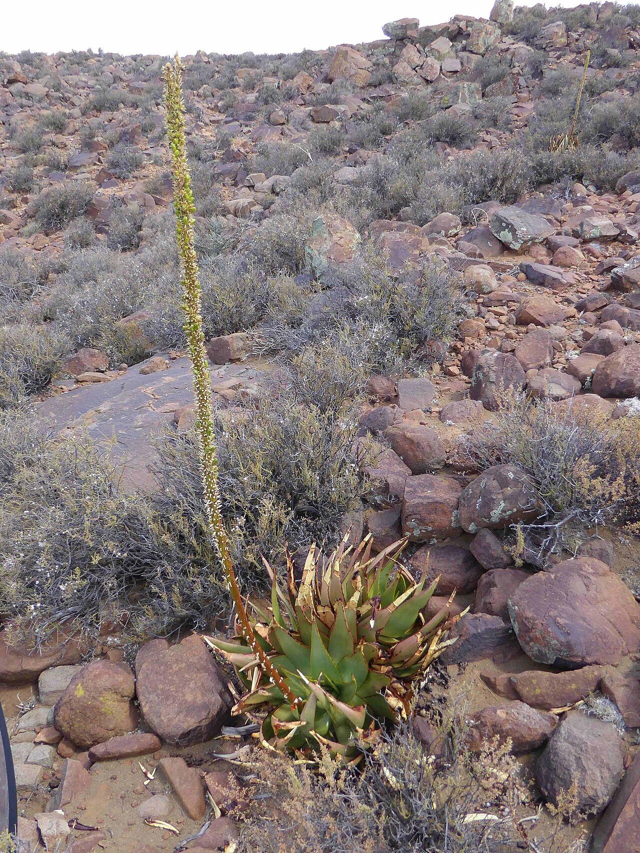 Fraserburg aloe: Aloe chlorantha