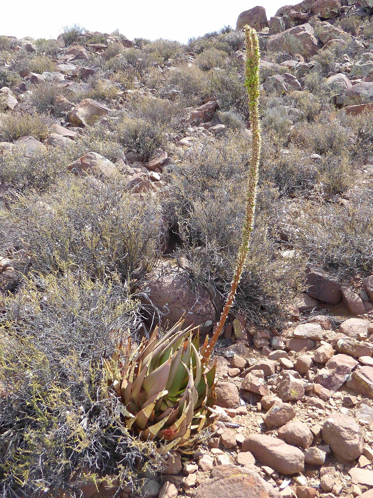 Fraserburg aloe: Aloe chlorantha