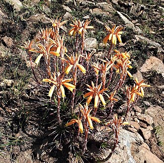 Aloe chortolirioides: Aloe chortolirioides A.Berger - one of the grass aloes flowering after fire. Most inflorescences are coral red but there are also yellow - Mountainlands Nature 
