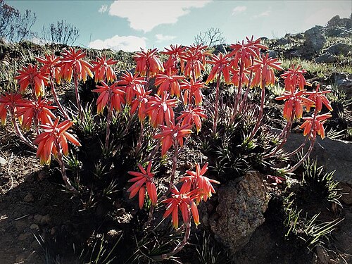 Aloe chortolirioides: Aloe chortolirioides A.Berger - one of the grass aloes flowering after fire. Most inflorescences are coral red but there are also yellow - Mountainlands Nature 
