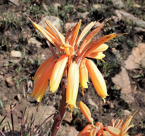 Aloe chortolirioides: Aloe chortolirioides A.Berger - one of the grass aloes flowering after fire. Most inflorescences are coral red but there are also yellow - Mountainlands Nature 