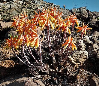 Aloe chortolirioides: Aloe chortolirioides A.Berger - one of the grass aloes flowering after fire. Most inflorescences are coral red but there are also yellow - Mountainlands Nature 