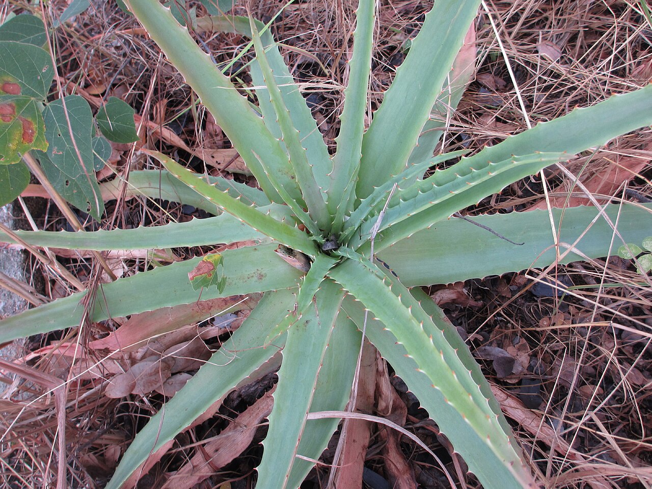 Aloe christianii: On the Makonde Plateau in Northern Mozambique. Here in its natural habitat. Vegetation of grasses and shrubs, prone to fire in the dry season.