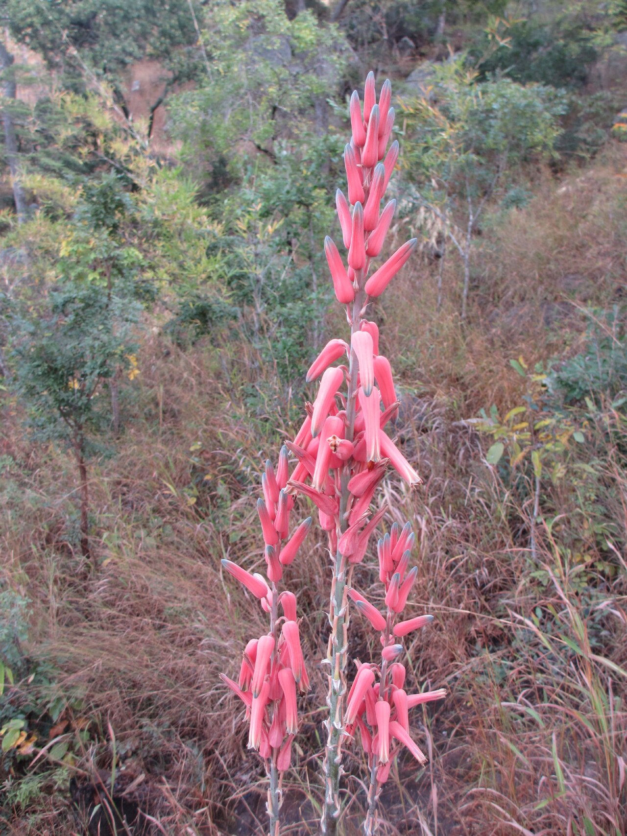 Aloe christianii: Top part of the tall inflorescence of Aloe christianii. This picture was taken in its natural habitat, on the Makonde plateau of northern Mozambique (about 600