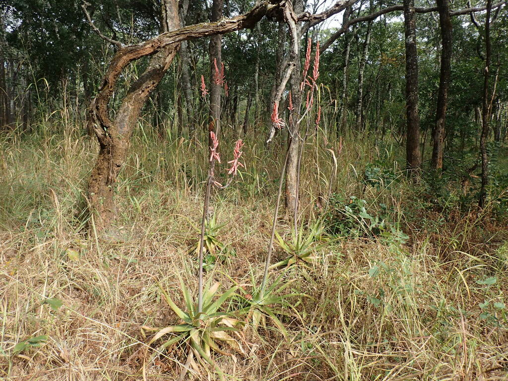 Aloe christianii (Aloe christianii)