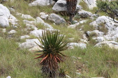 Aloe cipolinicola (Aloe cipolinicola)
