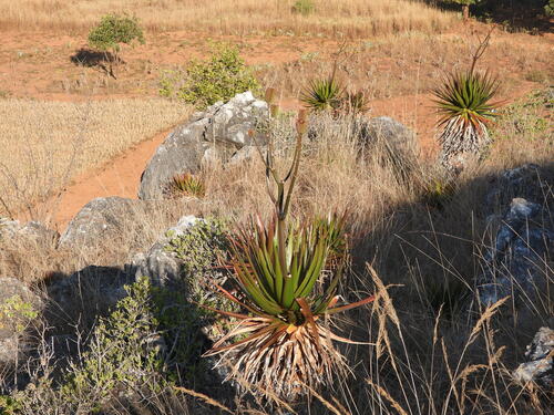 Aloe cipolinicola (Aloe cipolinicola)