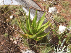 Aloe cipolinicola (Aloe cipolinicola)