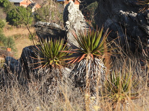 Aloe cipolinicola (Aloe cipolinicola)