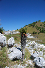 Aloe cipolinicola (Aloe cipolinicola)