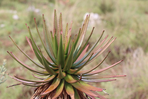 Aloe cipolinicola (Aloe cipolinicola)
