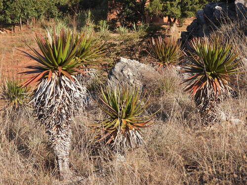 Aloe cipolinicola (Aloe cipolinicola)