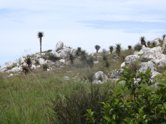 Aloe cipolinicola (Aloe cipolinicola)