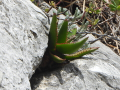 Aloe cipolinicola (Aloe cipolinicola)
