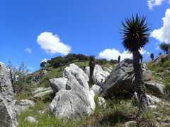 Aloe cipolinicola (Aloe cipolinicola)