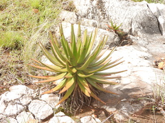 Aloe cipolinicola (Aloe cipolinicola)