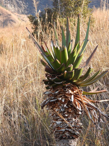Aloe cipolinicola (Aloe cipolinicola)