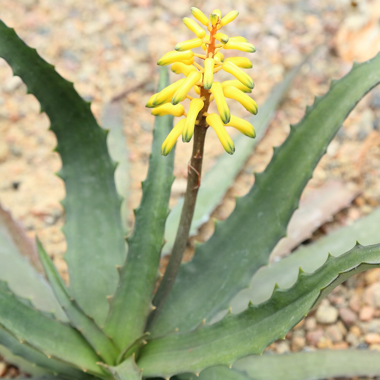 Aloe citrea: Aloe citrea identifierad med hjälp av skylt i Göteborgs botaniska trädgård.