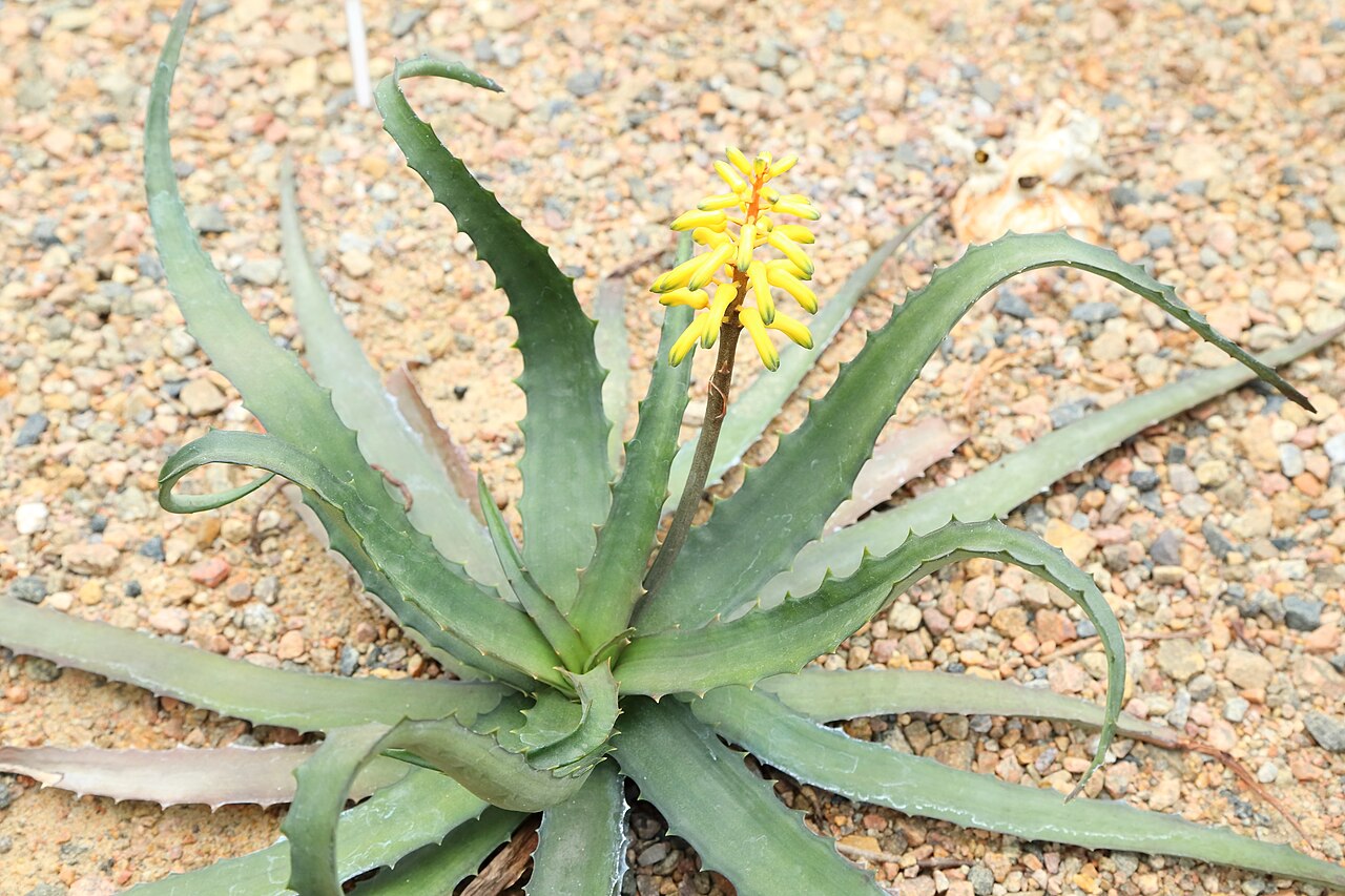 Aloe citrea: Aloe citrea identifierad med hjälp av skylt i Göteborgs botaniska trädgård.
