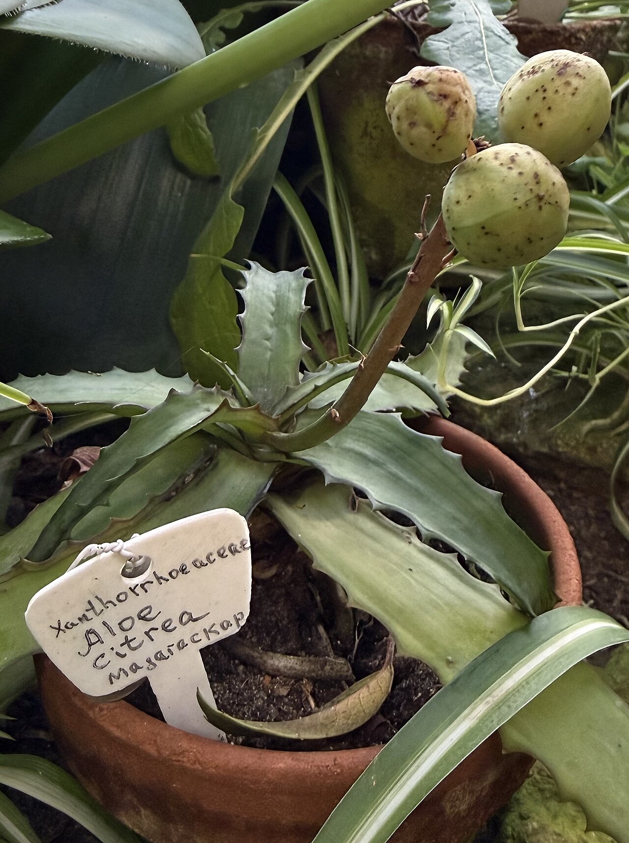 Aloe citrea: Aloe citrea в Оранжерее № 3 «Растения Средиземноморья и Южной Африки» БИН РАН, Санкт-Петербург