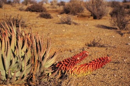 Aloe claviflora (Aloe claviflora)