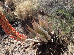 Aloe claviflora (Aloe claviflora)